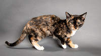 07-07-2020 CATS PETSMART