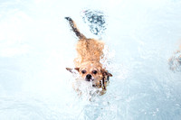 Pooch-Plunge-2018_NW-1734