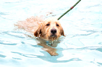 Pooch-Plunge-2018_NW-1796