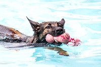 Pooch-Plunge-2018_NW-1698
