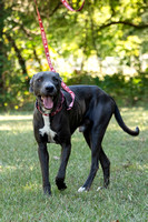 FRAs Volunteers-Adopt Me Leashes-KDS-9894