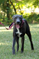 FRAs Volunteers-Adopt Me Leashes-KDS-9896